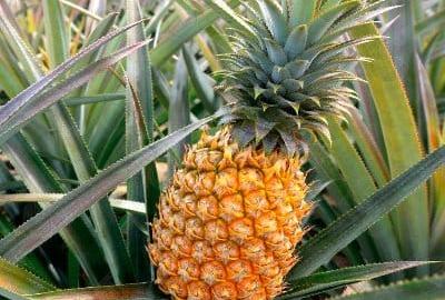 4 ac Land in Malindi