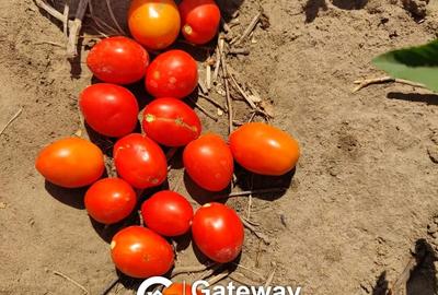 1 ac Land in Malindi