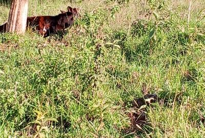 Land in Kikuyu Town - 3