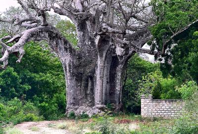 4,026 m² Land at Vipingo Kuruwitu - 3