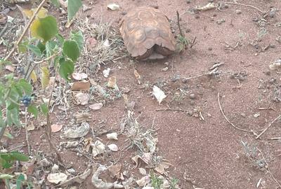 0.125 ac Land in Machakos County