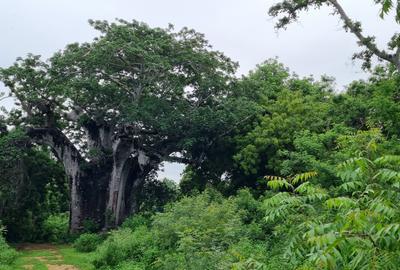 10 ac Land at Kuruwitu