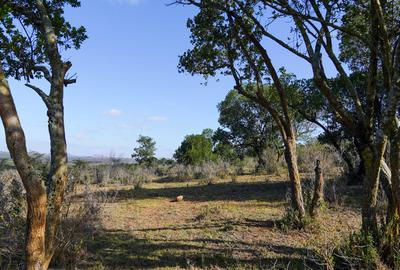 100 ac Land at Lolldaiga Valley - 2