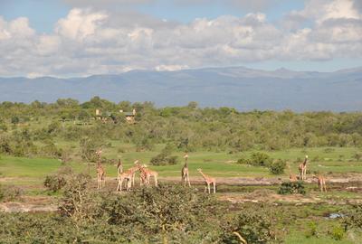 Commercial Land at Sangare Conservancy