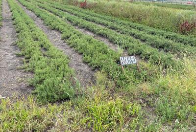 Commercial Land at Kitengera - 3