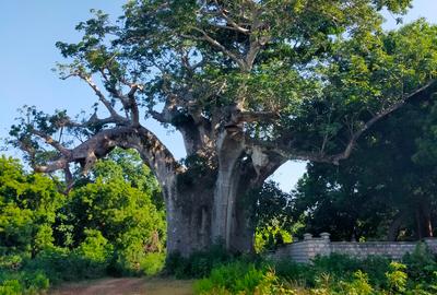 Land in Vipingo