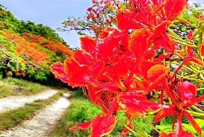 167.5 ac Land at Kuruwitu Beach - 3