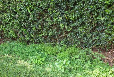 Residential Land in Ridgeways - 4