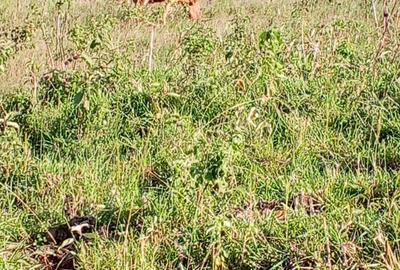 Land in Kikuyu Town - 4