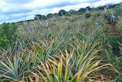 5,000 ft² Land in Malindi