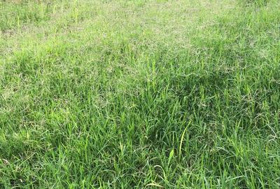 0.5 ac Land at Nyari