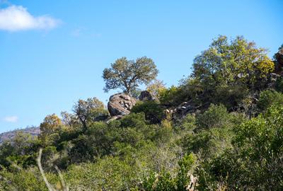 100 ac Land at Lolldaiga Valley - 3