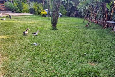 4 Bed House with Garden at Ngong