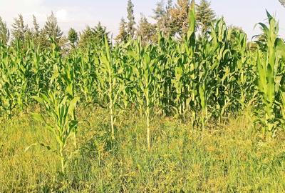 Residential Land at Ngata - 4