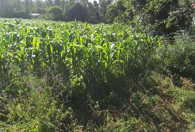 1,000 m² Residential Land at Kerarapon Drive - 2