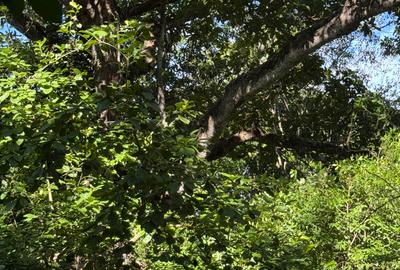 Land at Mtwpa Creek Aloo Drive - 4