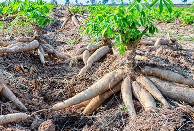 1 ac Residential Land in Malindi - 4