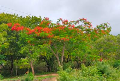 40 ac Land at Vipingo Kuruwitu