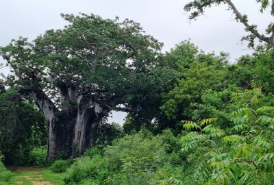 10 ac Land at Kuruwitu - 2
