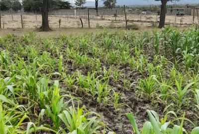 0.113 ac Residential Land in Ongata Rongai - 2