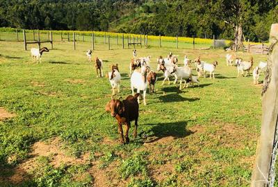 33 ac Land at Ol Kalou - 2
