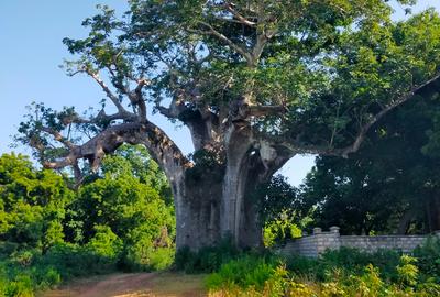 Land in Vipingo