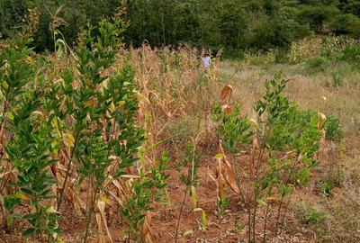 5,000 m² Land at Kilimambogo - 4