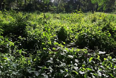 1,000 m² Residential Land at Kerarapon Drive - 3