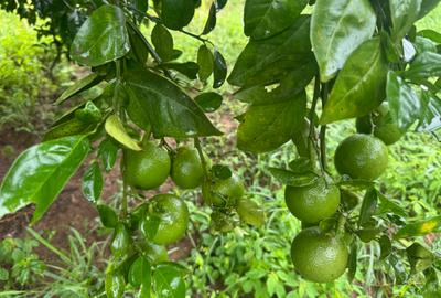 Land in Kilifi - 4