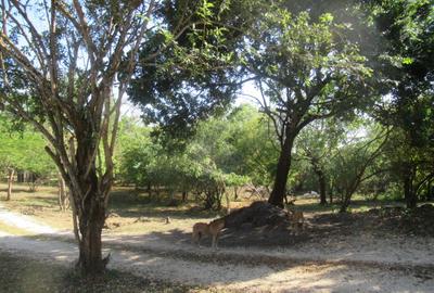 Land at Off Diani Beach Rd