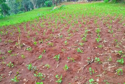 Land in Kitisuru