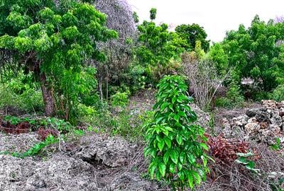 1,740 m² Land at Diani 4Row Beach