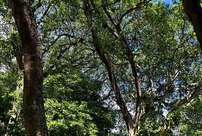 8,093.72 m² Land in Mtwapa - 4