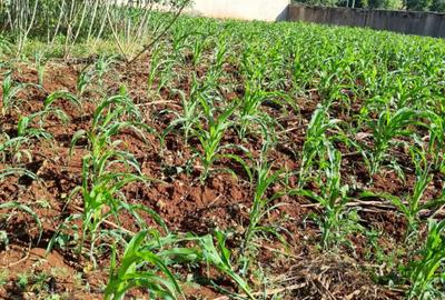 0.5 ac Land at Kinanda Close - 4