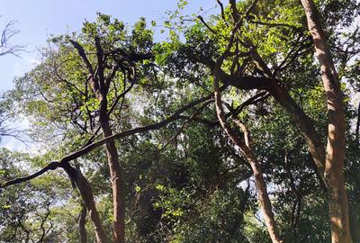 0.5 ac Land at Hardy - 2