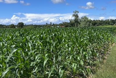 505 m² Land at Mavueni - 4