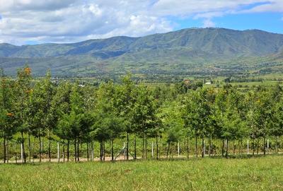 Land at Kongoni