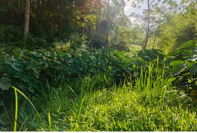 0.42 ac Residential Land at Kirawa Road - 2