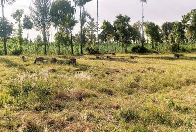Residential Land at Ngata - 2