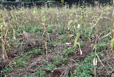 Residential Land in Runda - 2