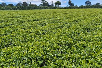 1 ac Residential Land at Limuru Girls High School - 4