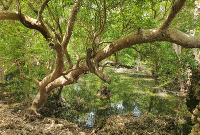 7 ac Land in Watamu - 4