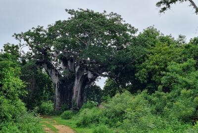 10 ac Land at Kuruwitu