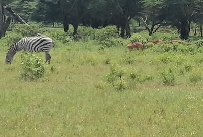 Commercial Land in Naivasha - 2