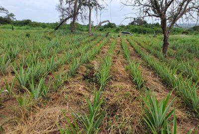 Land in Malindi
