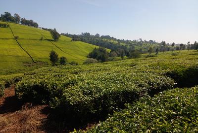 5 ac Land at Tigoni - 3