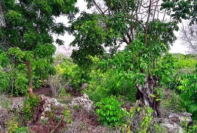 2,010 m² Residential Land at Second Row Kuruwitu Beach