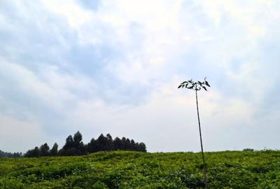 1 ac Residential Land at Tigoni