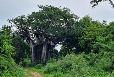 10 ac Land at Kuruwitu - 3