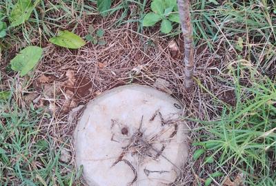 0.25 ac Residential Land at Diani Beach Road - 2